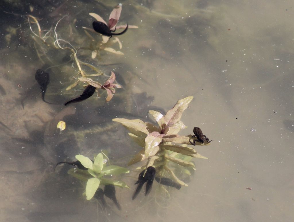 Girini e piccoli adulti di Bufo bufo